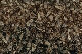 Polished Fossil Turritella Agate Slab - Wyoming #197536-1